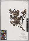 Foto von Salix breviserrata Flod.